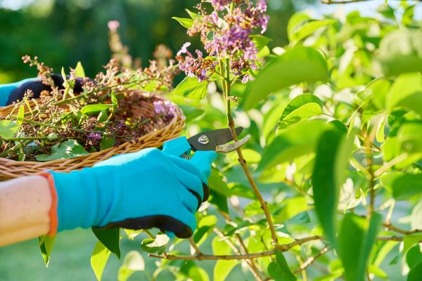 Lilac Trimming Service in Ventura