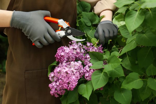 Lilac Pruning Service in Ventura