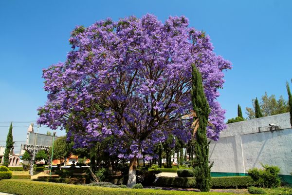 Jacaranda Pruning in Ventura