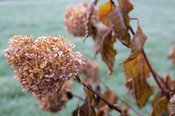 Hydrangea Removal in Ventura