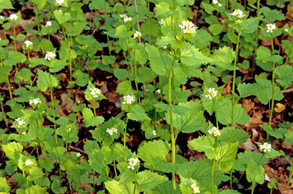 Garlic Mustard Removal in Ventura