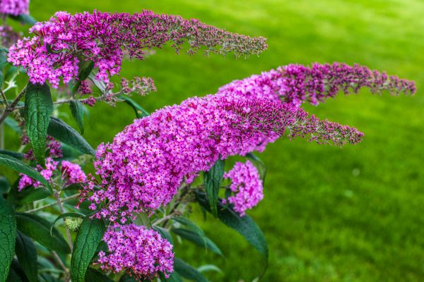 Butterfly Bush Removal in Ventura