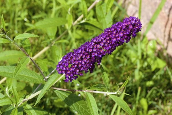 Butterfly Bush Pruning in Ventura