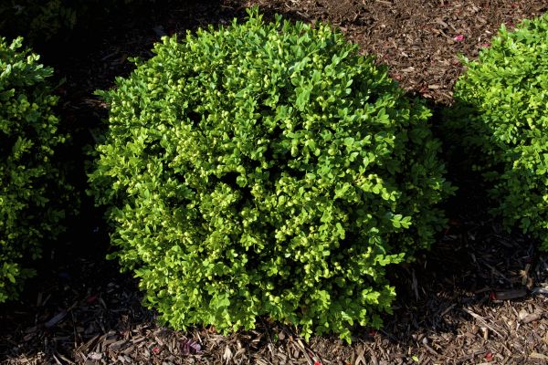 Boxwood Removal in Ventura