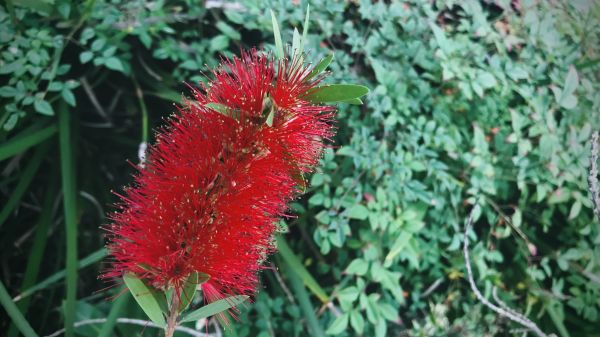 Bottlebrush Pruning in Ventura