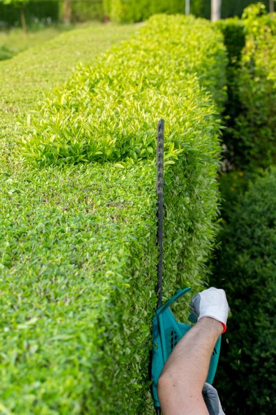 Hedge Trimming in Ventura