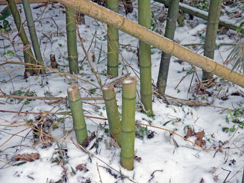 Bamboo Hedge Removal