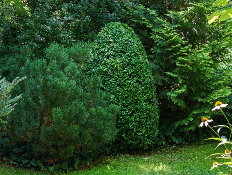 Evergreen Shrub Pruning