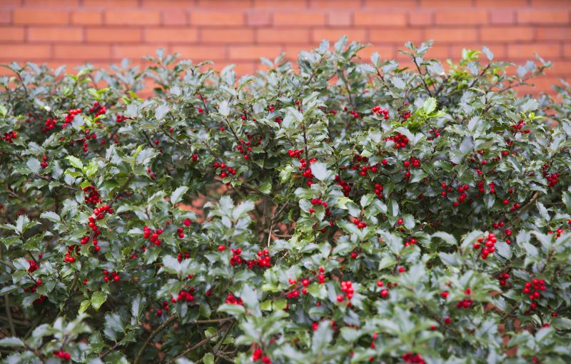 Holly Shrub Pruning