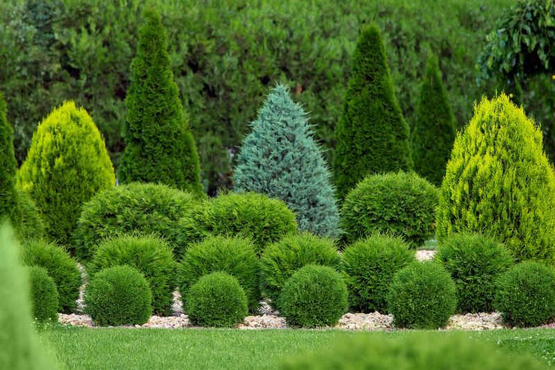 Shaping Decorative Shrubs