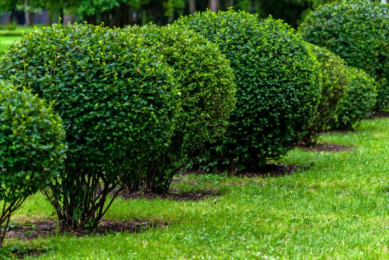 Healthy, Well-Maintained Shrubs